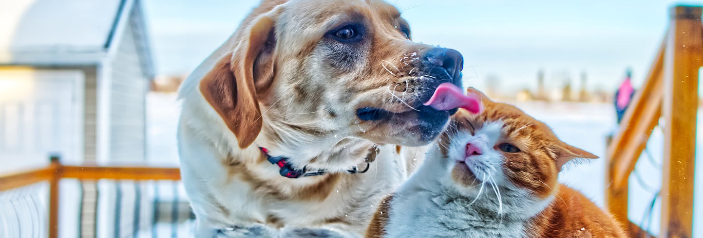 Farmington veterinarians