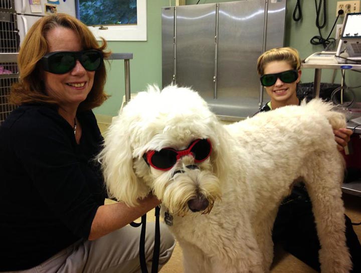 Laser Therapy for Dogs