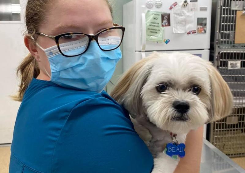 Dog Veterinary Care, Farmington